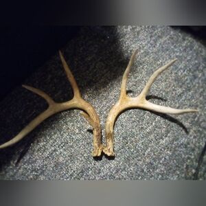 Whitetail Deer Antlers Naturally Shed